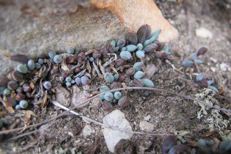 Curio repens, photographed by James Deacon