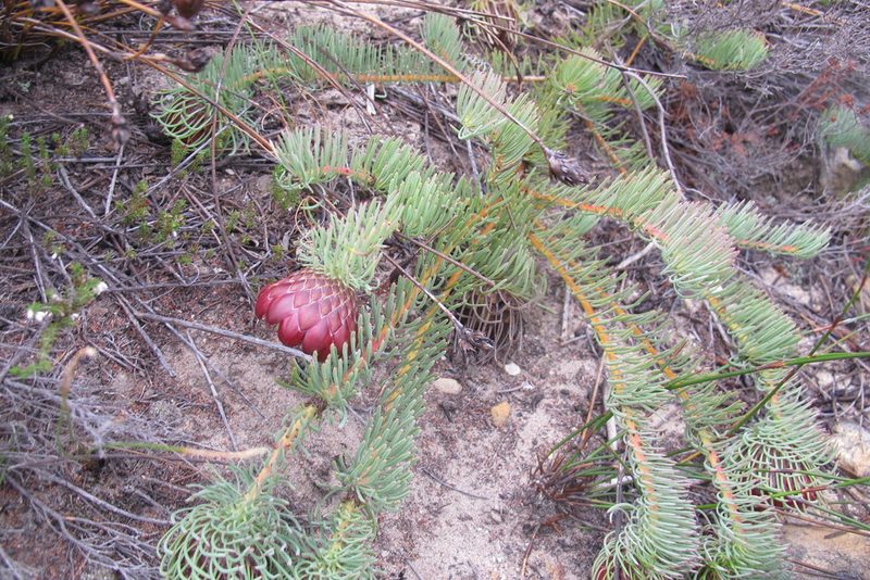 Protea witzenbergiana, photographed by James Deacon