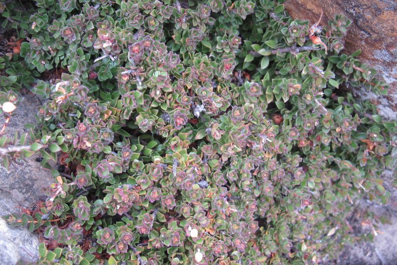 Agathosma adenandriflora, photographed by James Deacon