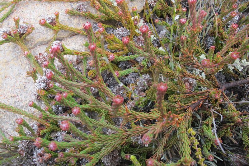 Sorocephalus lanatus, photographed by James Deacon