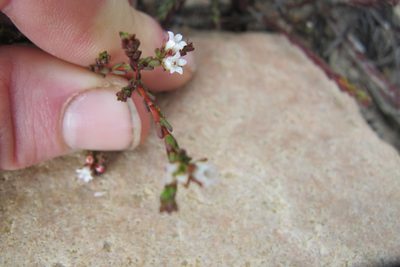 Euchaetis elsieae, photographed by James Deacon