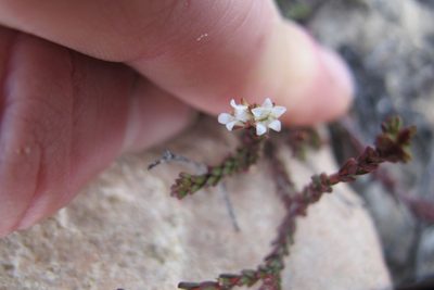 Euchaetis elsieae, photographed by James Deacon