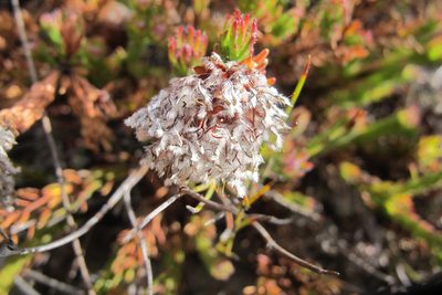 Sorocephalus lanatus, photographed by James Deacon