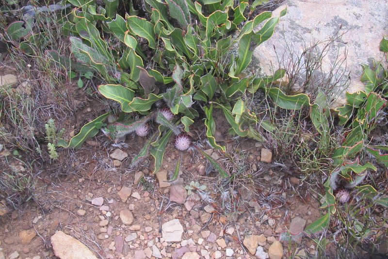 Protea scabriuscula, photographed by James Deacon