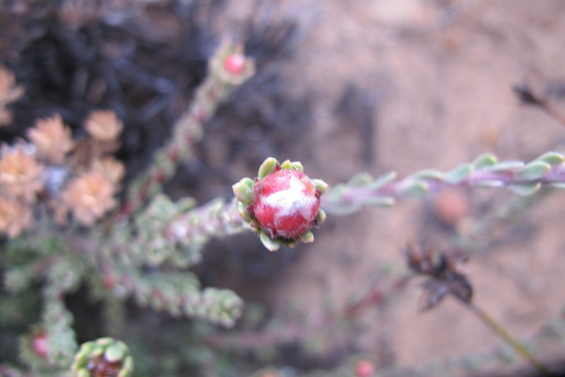 Leucadendron nitidum, photographed by James Deacon