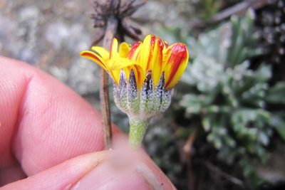 Euryops othonnoides, photographed by James Deacon