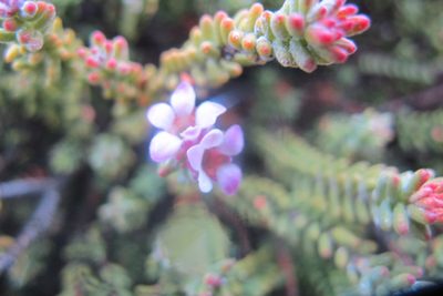 Acmadenia teretifolia, photographed by James Deacon