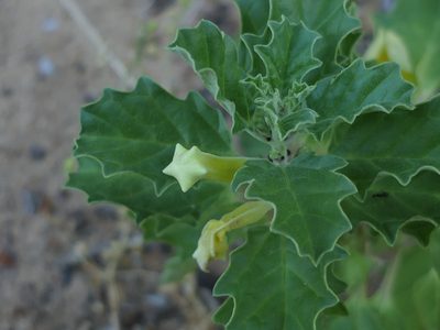 Pedalium murex, photographed by Dinesh Valke