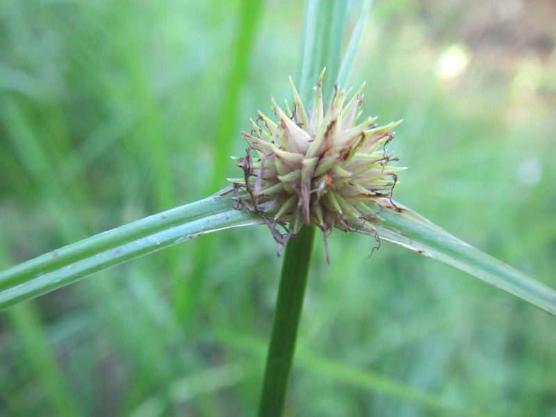Cyperus alatus, photographed by douglaseustonbrown