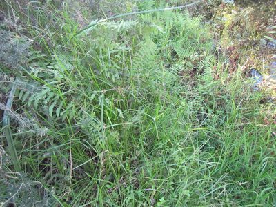 Cyperus alatus, photographed by douglaseustonbrown