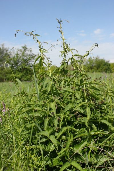 Vincetoxicum donetzicum, photographed by Tatyana Sova