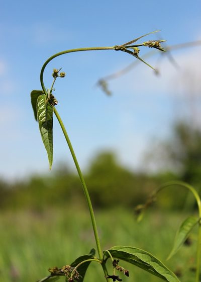 Vincetoxicum donetzicum, photographed by Tatyana Sova