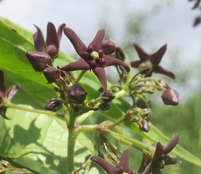 Vincetoxicum donetzicum, photographed by Tatyana Sova