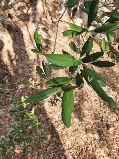 Pimenta haitiensis, photographed by Yolanda M. Leon