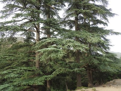 Cedrus atlantica, photographed by Abdenour Kheloufi