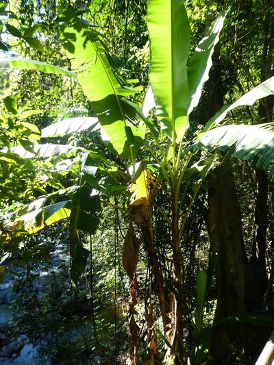 Musa banksii, photographed by Steve Fitzgerald