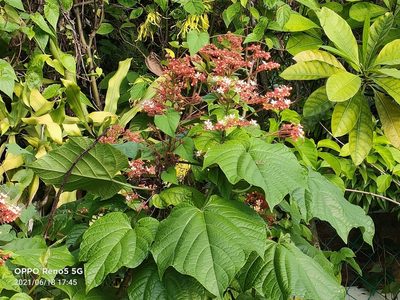 Clerodendrum paniculatum, photographed by Ong Jyh Seng