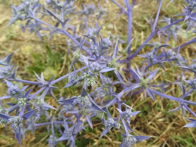 Eryngium triquetrum, photographed by Abdenour Kheloufi