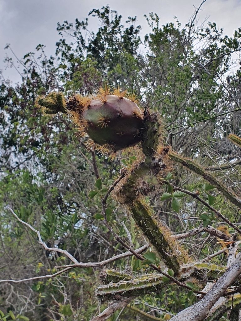 Leptocereus demissus, photographed by Yolanda M. Leon