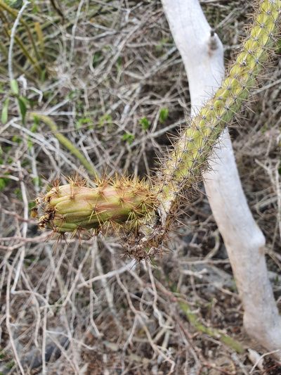 Leptocereus demissus, photographed by Yolanda M. Leon