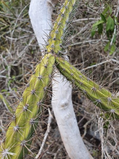 Leptocereus demissus, photographed by Yolanda M. Leon