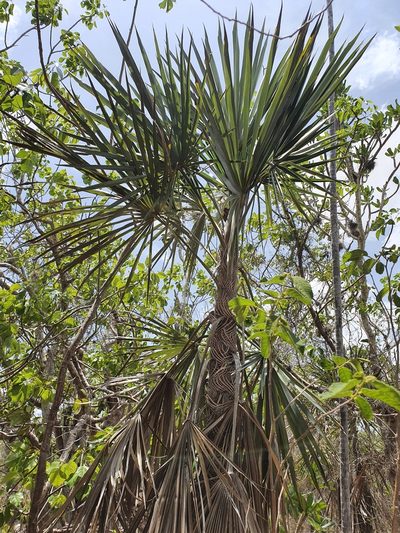 Coccothrinax ekmanii, photographed by Yolanda M. Leon