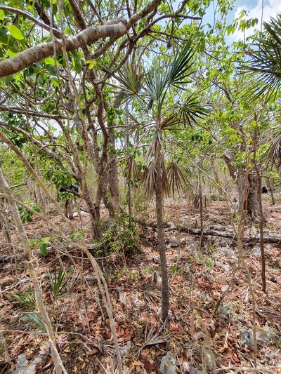 Coccothrinax ekmanii, photographed by Yolanda M. Leon