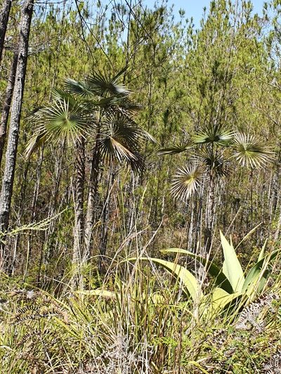 Coccothrinax scoparia, photographed by Yolanda M. Leon