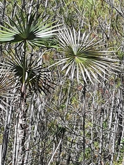 Coccothrinax scoparia, photographed by Yolanda M. Leon