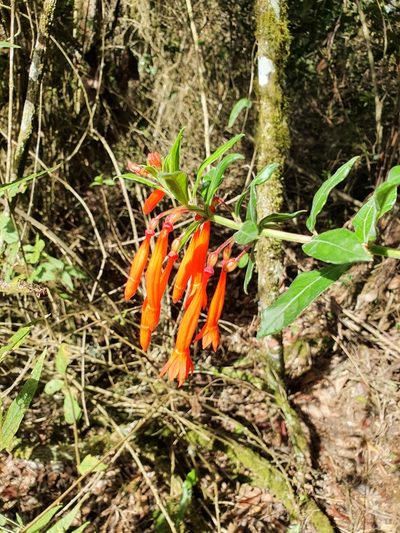 Fuchsia triphylla, photographed by Yolanda M. Leon