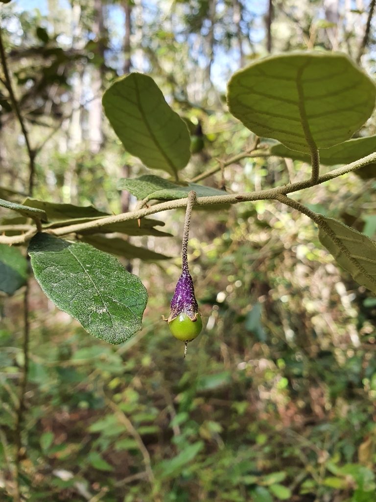 Solanum crotonoides, photographed by Yolanda M. Leon