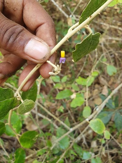 Solanum crotonoides, photographed by Yolanda M. Leon