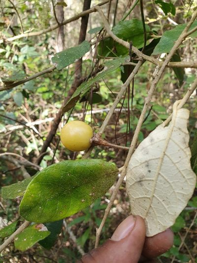 Solanum crotonoides, photographed by Yolanda M. Leon