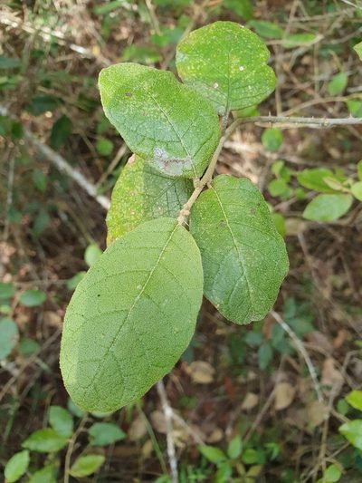 Solanum crotonoides, photographed by Yolanda M. Leon
