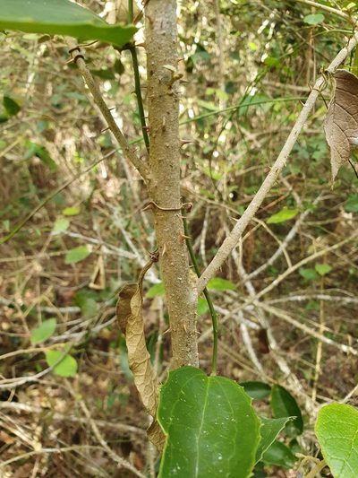 Solanum crotonoides, photographed by Yolanda M. Leon