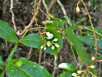Harpullia rhyticarpa, photographed by Steve Fitzgerald