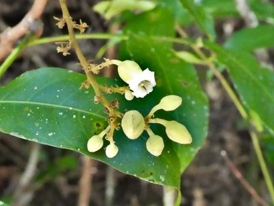 Harpullia rhyticarpa, photographed by Steve Fitzgerald