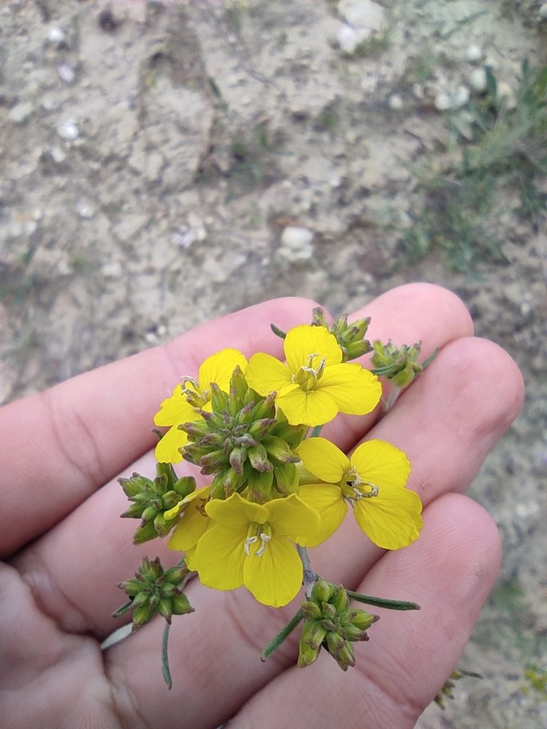 Erysimum ucranicum, photographed by Dmitry Lyskov