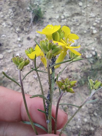 Erysimum ucranicum, photographed by Dmitry Lyskov
