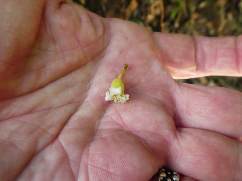Harpullia rhyticarpa, photographed by Steve Fitzgerald