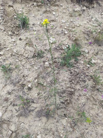 Erysimum ucranicum, photographed by Dmitry Lyskov