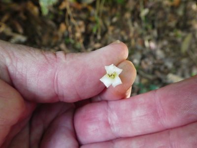 Harpullia rhyticarpa, photographed by Steve Fitzgerald