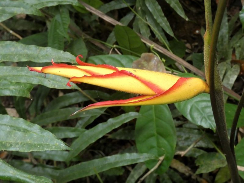 Heliconia irrasa, photographed by Kai Squires