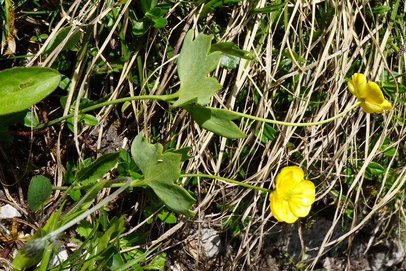 Ranunculus hybridus, photographed by Patrick Hacker