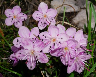 Rhodothamnus chamaecistus, photographed by Patrick Hacker