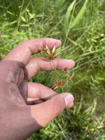 Juncus brachycarpus, photographed by Brandon Corder