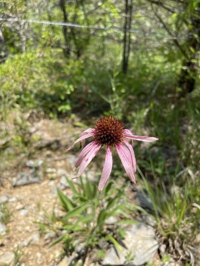 Echinacea simulata, photographed by Brandon Corder