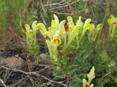 Scutellaria orientalis, photographed by Grzegorz Grzejszczak