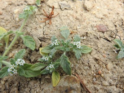 Heliotropium supinum, photographed by Duarte Frade