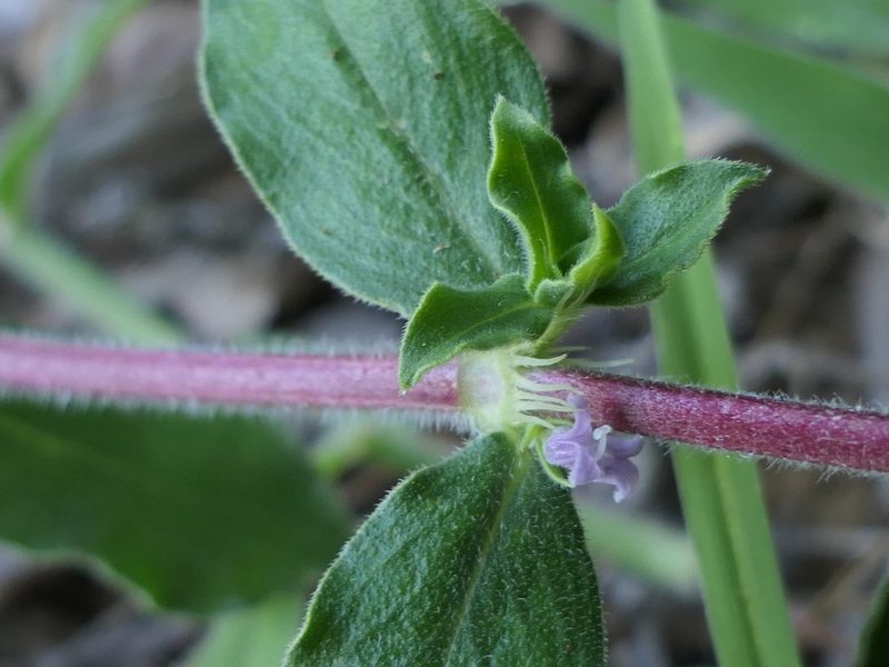 Spermacoce hispida, photographed by Dinesh Valke